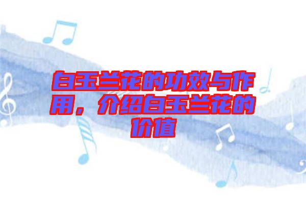 白玉蘭花的功效與作用，介紹白玉蘭花的價值