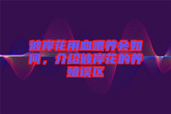 彼岸花用血喂養(yǎng)會(huì)如何，介紹彼岸花的養(yǎng)殖誤區(qū)